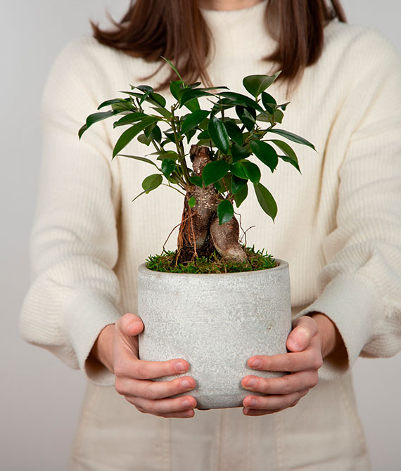 Ficus ginseng en macetero de cerámica.