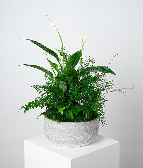 Composición de plantas con Spathiphyllum en tarrina de cerámica.