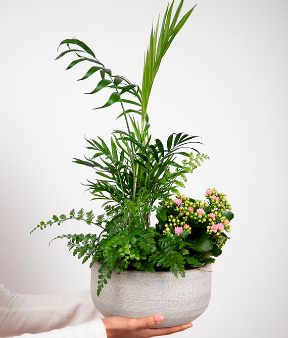 Composición de plantas con Kalanchoe en tarrina de cerámica.