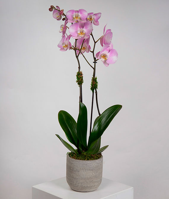 Orquídea phalaenopsis en tonos rosas de 2 tallos en macetero de cerámica.
