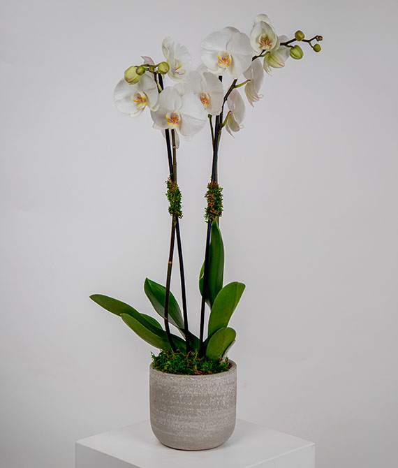 Orquídea phalaenopsis blanca de 2 tallos en macetero de cerámica.