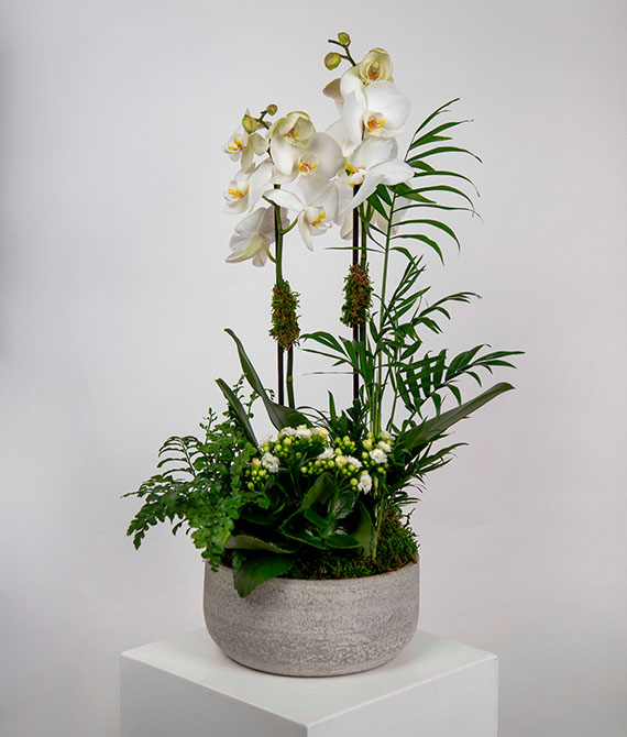 Composición de plantas con orquídea phalaenopsis.