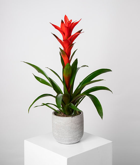 Guzmania en macetero de cerámica.