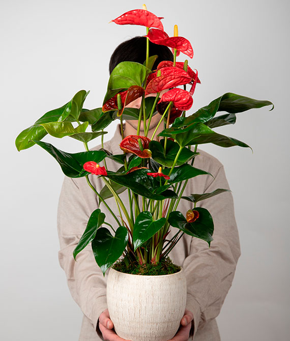 Anthurium en macetero de cerámica.