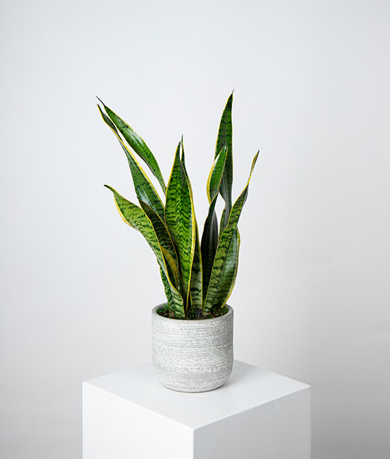 Sansevieria en macetero de cerámica.