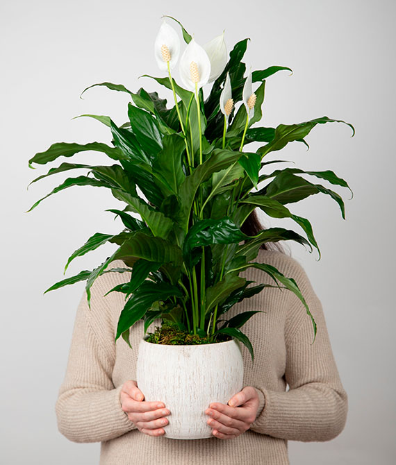 Spathiphyllum en macetero de cerámica.