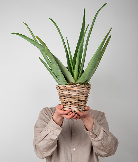 Aloe vera en cesta de rattan