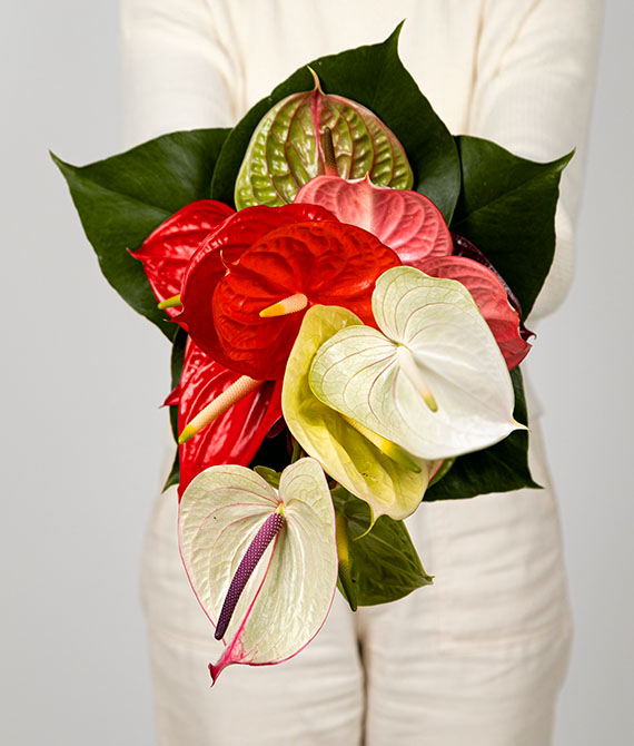 Ramo de anthuriums de diferentes colores, y hojas de monstera. Envuelto en papel de seda con ilustración de rosas.