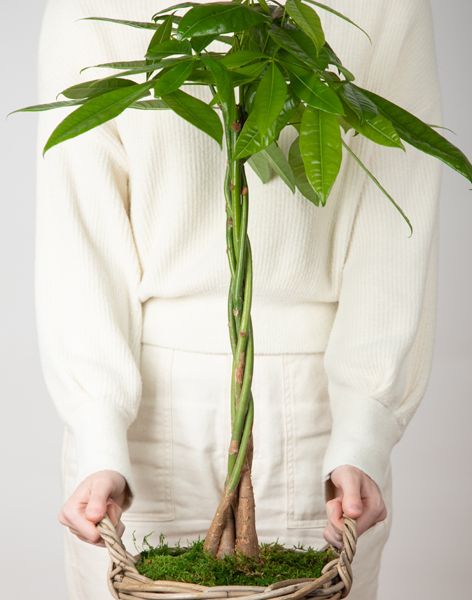 Plantas