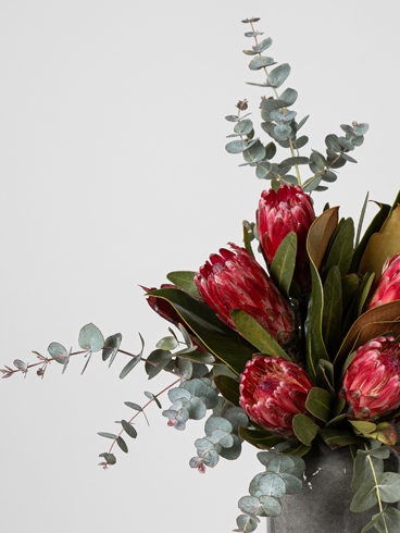 Planta excusiva de Goya Floristas