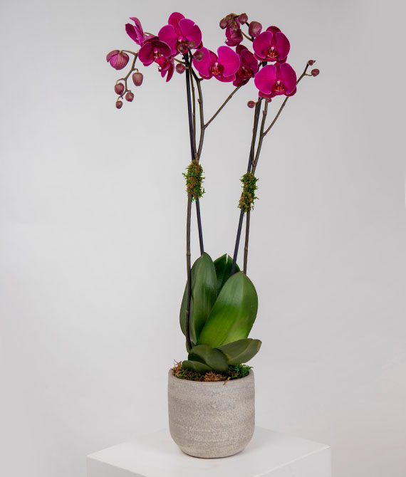 Orquídea phalaenopsis fucsia de 2 tallos en macetero de cerámica.