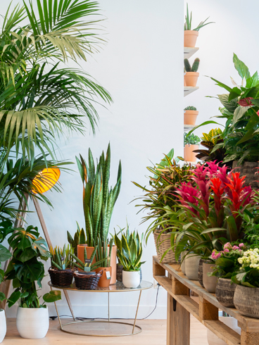 Interior tienda Lakua de Goya Floristas