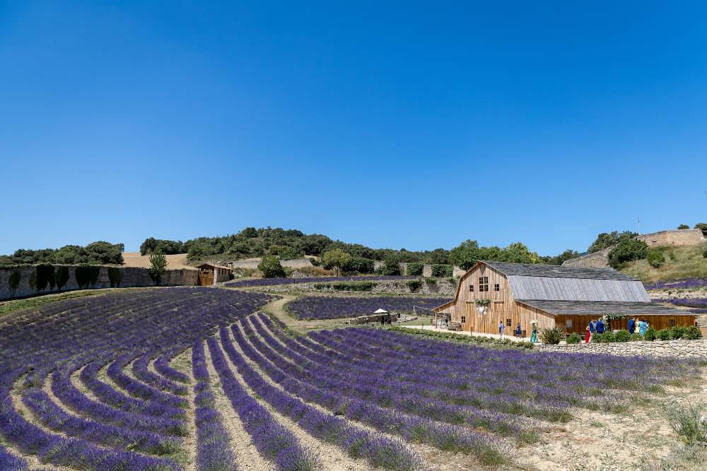 Campo de lavanda en el Granero de San Francisco en Burgos