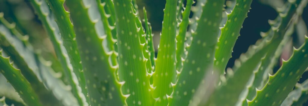 Plano detalle de la planta aloe vera