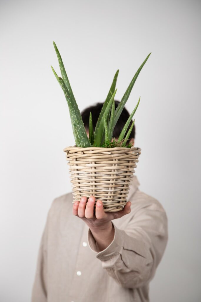 Aloe vera de Goya Floristas 