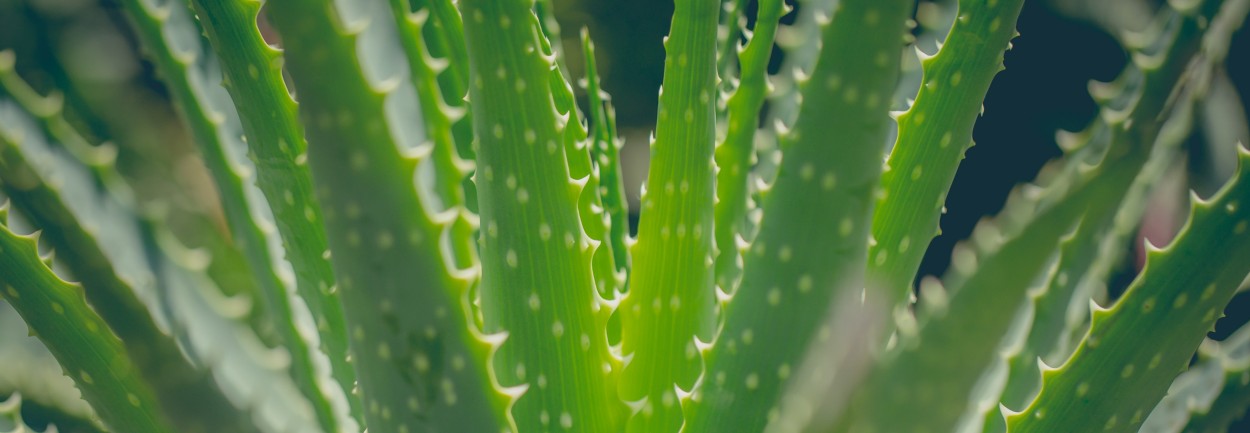 Plano detalle de la planta aloe vera