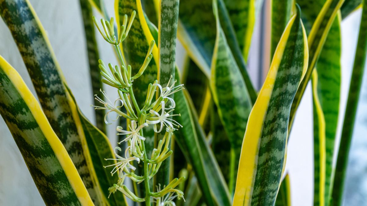 hoja sansevieria