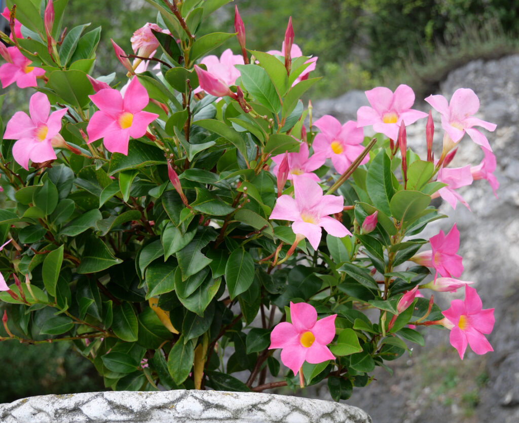 Dipladenia rosa