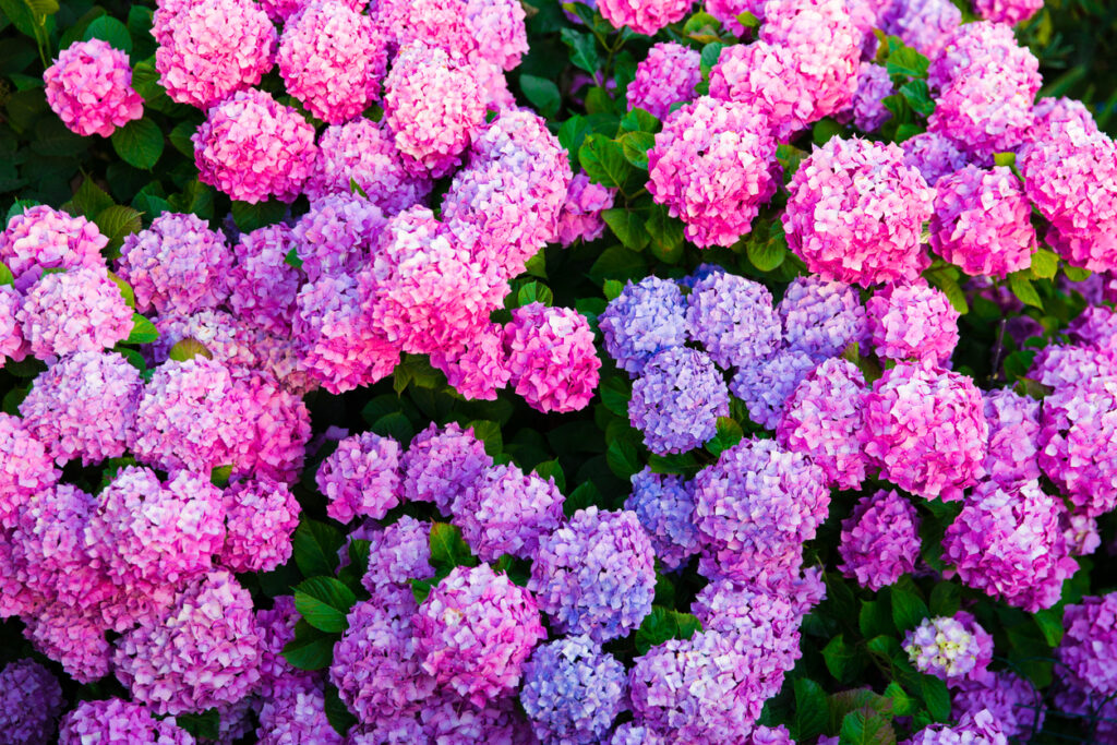 Jardín de hortensias