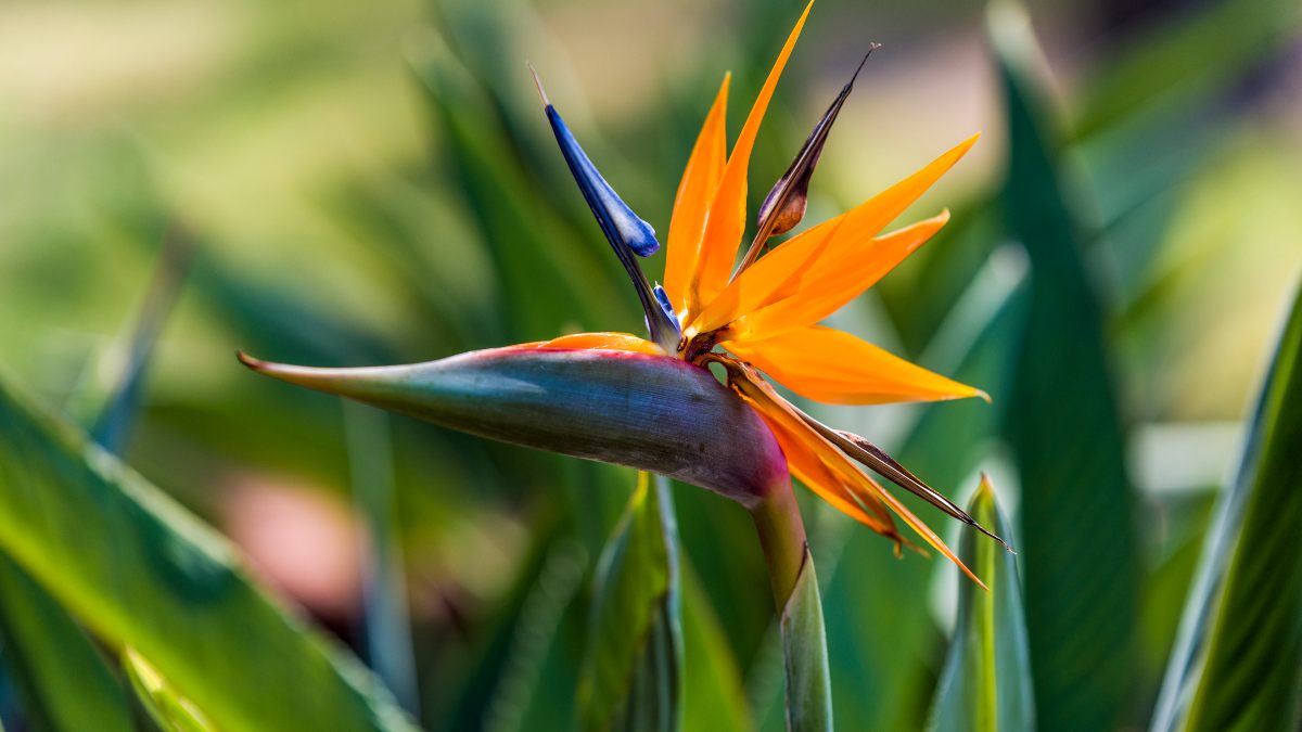 Strelitzia