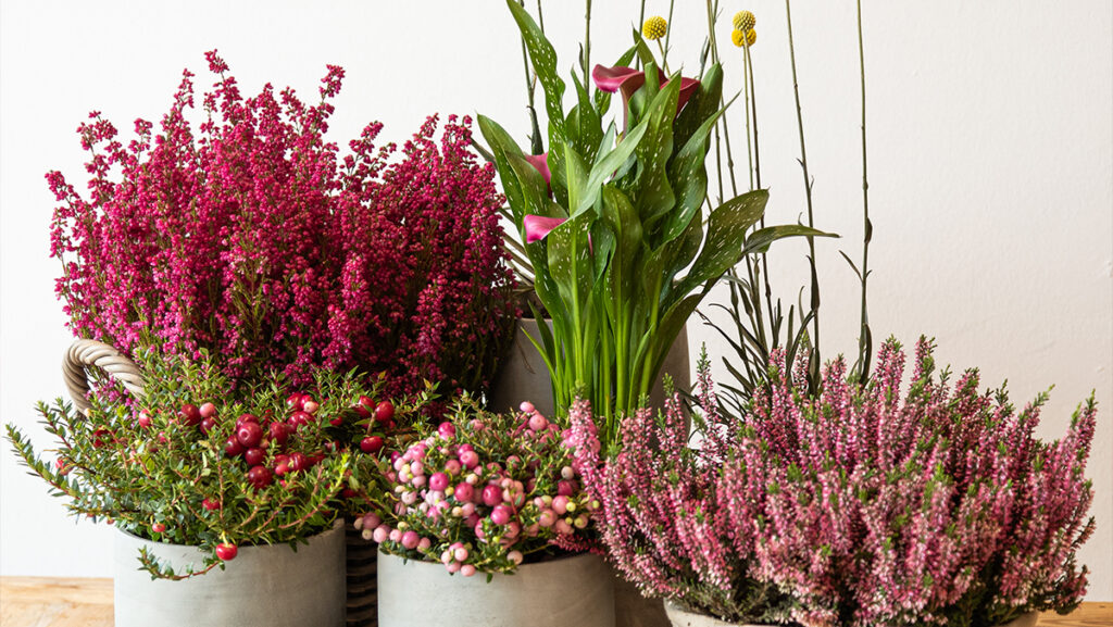 plantas que florecen en esta estacion