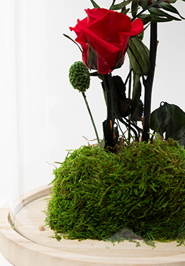 Cúpula duo rosa eterna - Imagen 2