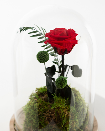 Cúpula rosa eterna - Imagen 4