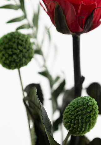 Cúpula rosa eterna - Imagen 5