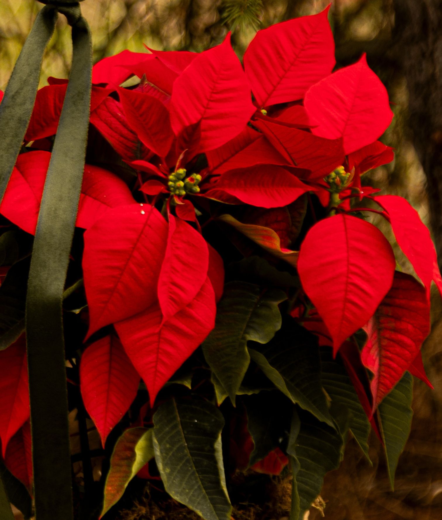 flor de pascua deluxe 2