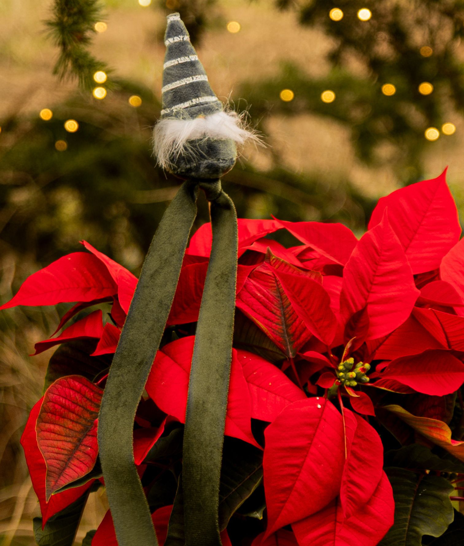 flor de pascua deluxe 3