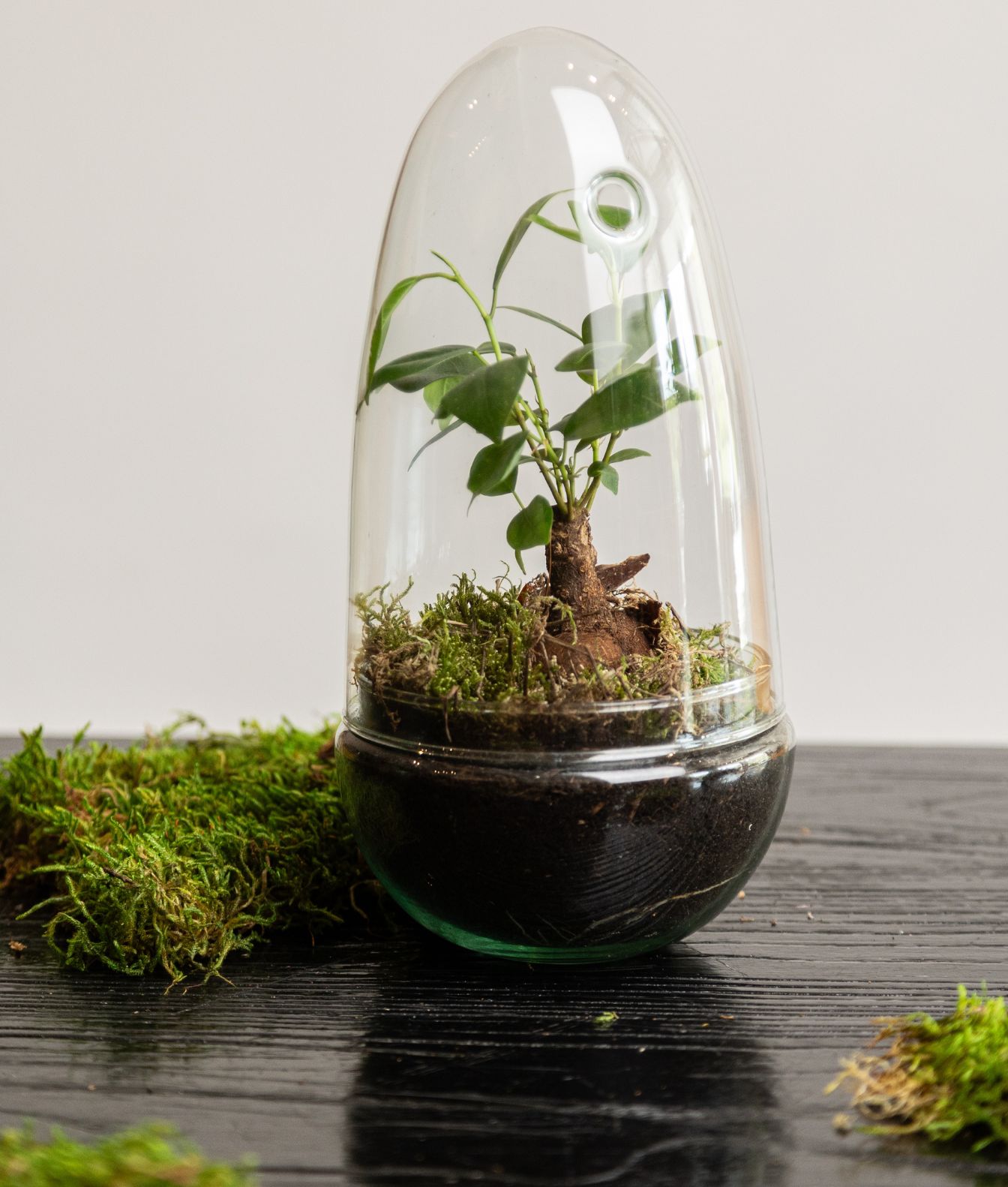 Taller de Kokedama y Ecosistema - Imagen 3