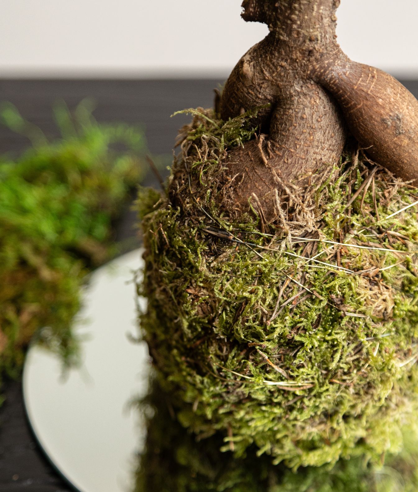 Taller de Kokedama y Ecosistema - Imagen 2