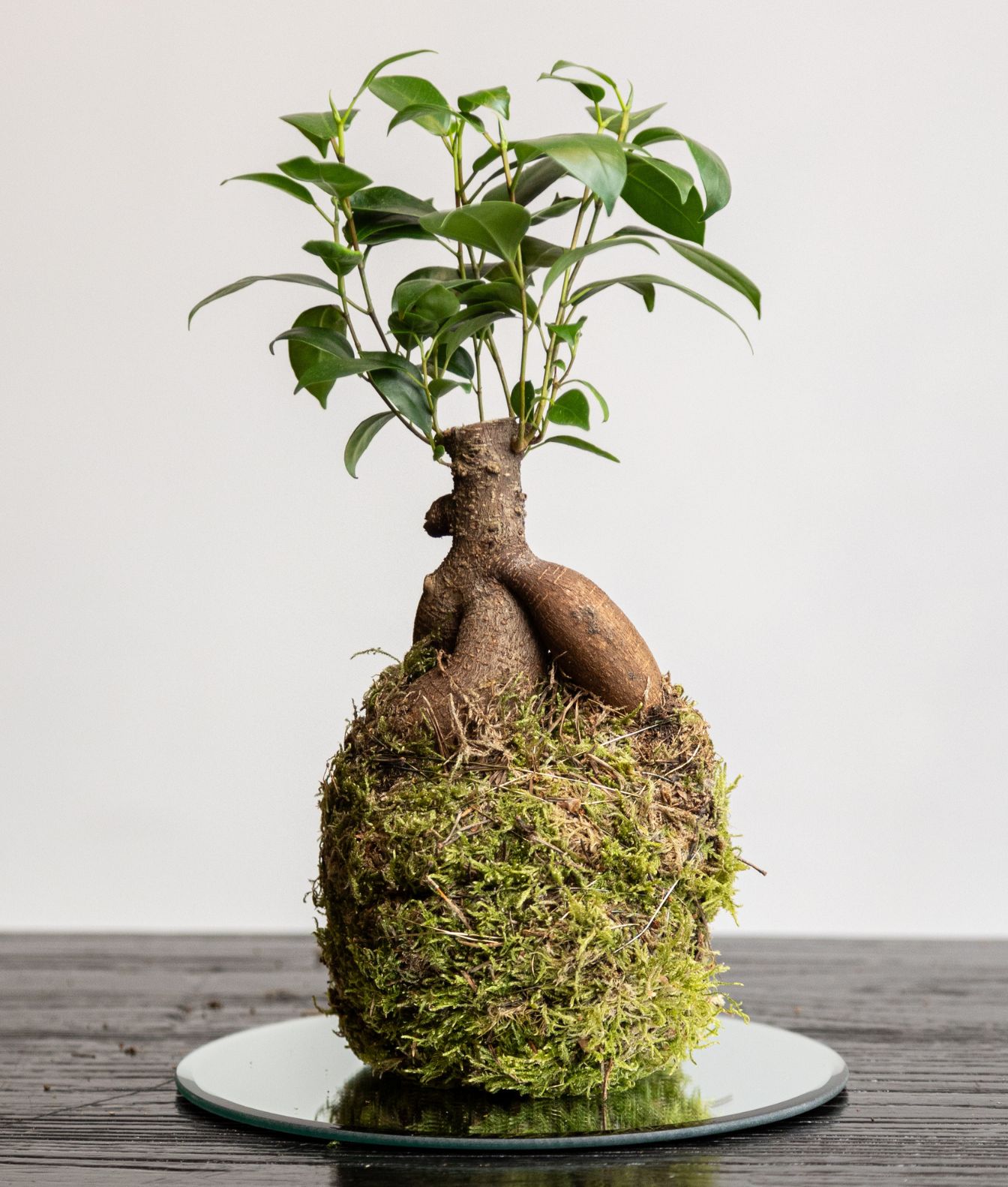 Taller de Kokedama y Ecosistema